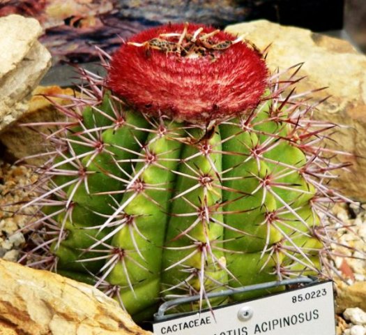 Melocactus_acipinosus